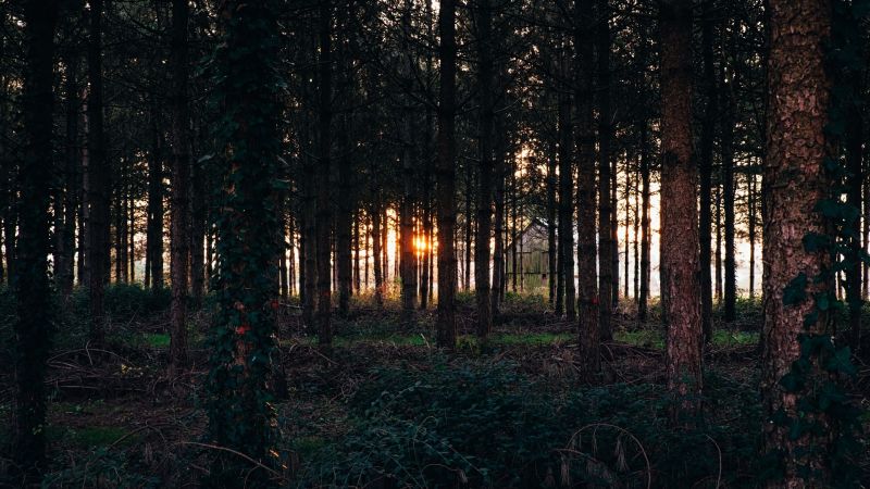 luce del sole, alberi, foresta, natura, ramo, tramonto luce del sole, alberi, foresta, natura, ramo, tramonto