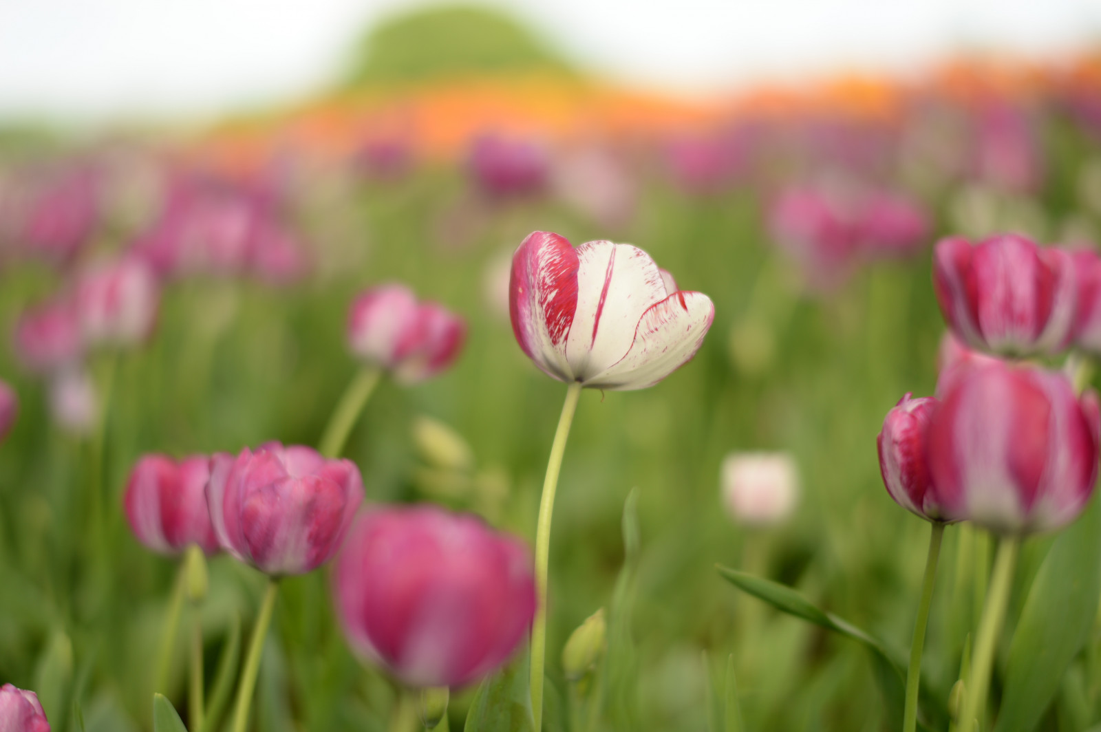 Wallpaper Japan, field, Nikon, Jp, nikkor, flower, tulip, petal, df