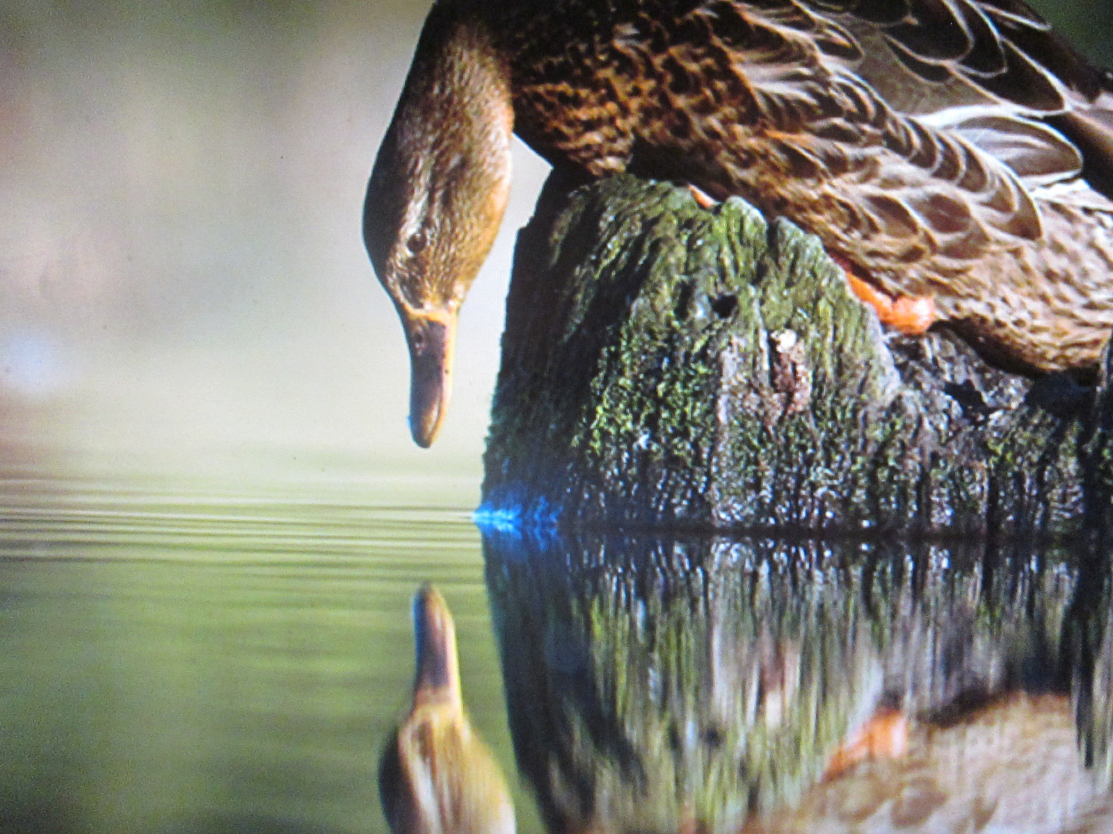 ฤดูร้อน, การสะท้อน, บ้าน, ธรรมชาติ, นก, หิน, Canon, ฤดู, เป็ด, จ่ายเงิน, Miroir, Oiseaux, chanelchat, infinitexposure