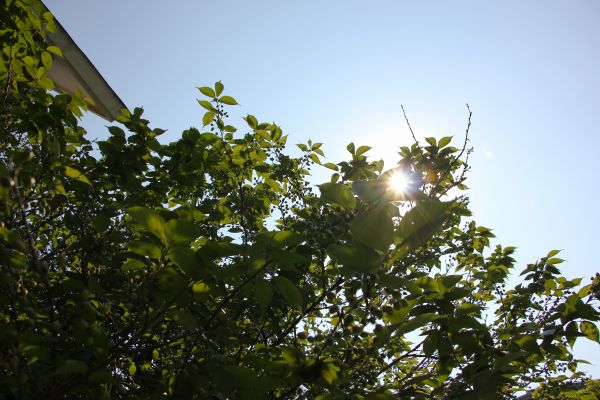 plants,nature,sunlight,sky,tree bark,tree house