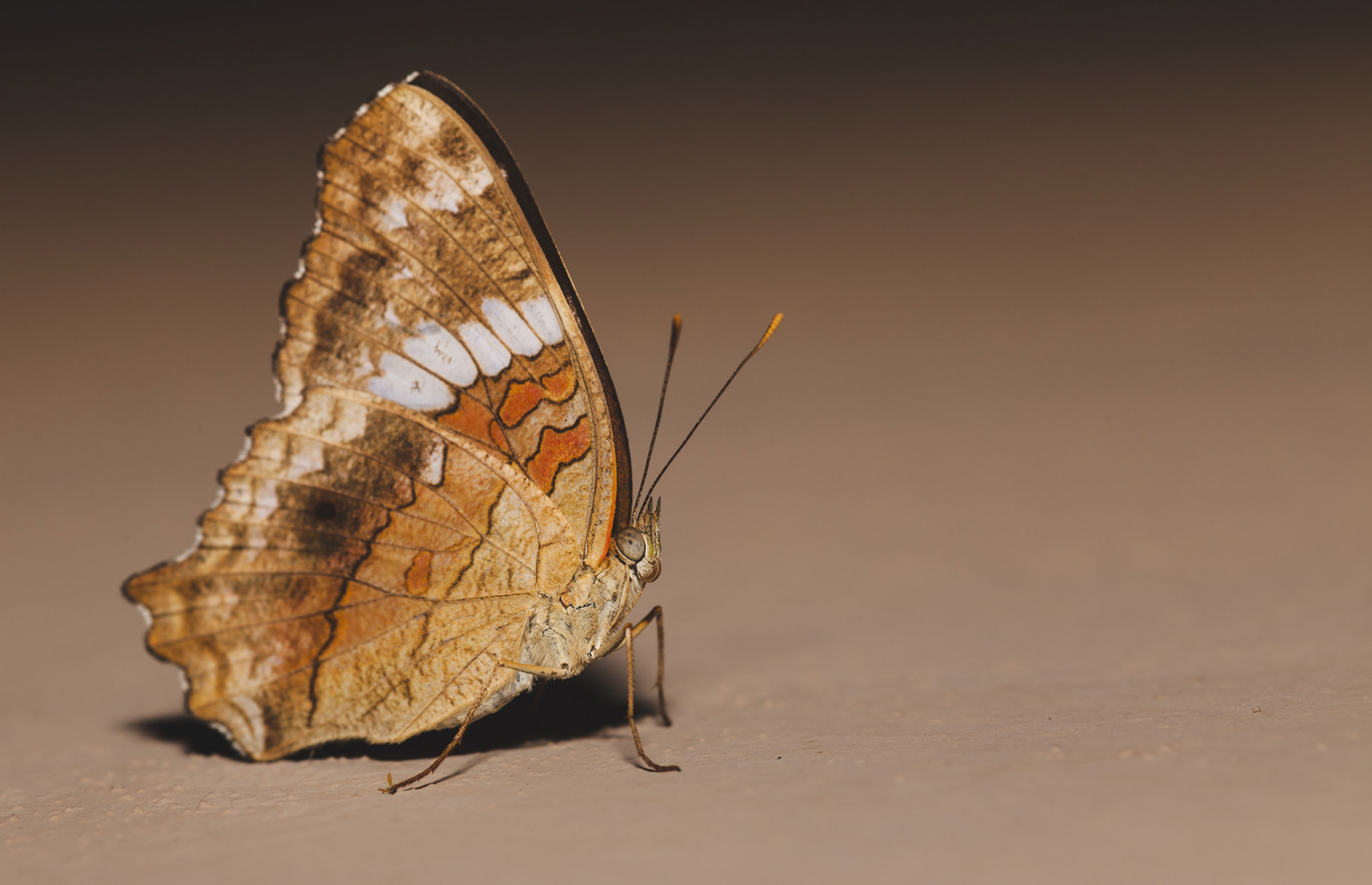 occhi, Ali, legna, avvicinamento, macro, farfalla, insetto, Canone, Argentina, Riflesso, bilancia, falena, dettagli, ombre, 5 D, foglia, colori, mariposa, digitale, ala, eos, MarkII, fauna, 5DMKII, canoneos5dmarkii, avvicinamento, fotografia macro, invertebrato, artropodo, impollinatore, falene e farfalle, posadas, pabloreinschphotography, misiones, lopidoptera