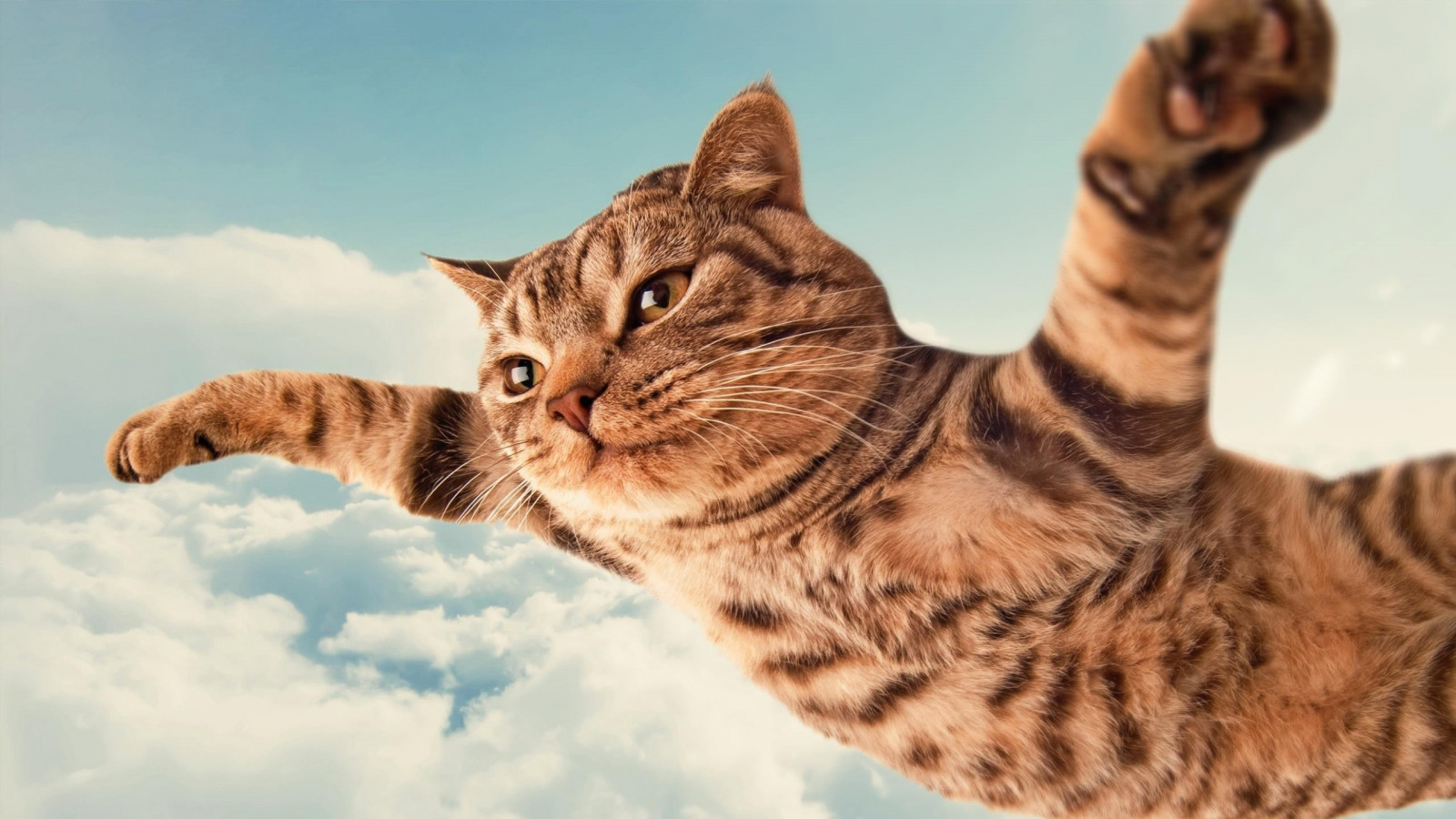 cat_animals-207283.jpg!d