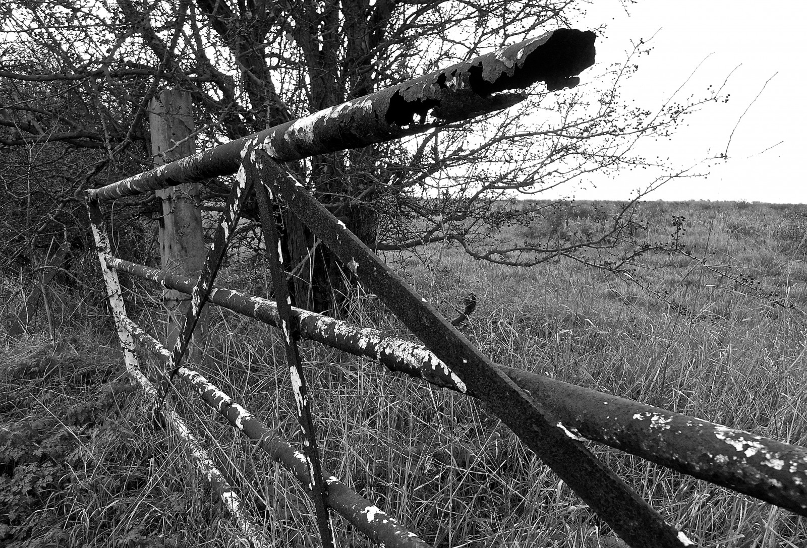 Anglie, Černý a bílý, tělesné, krajina, Mono, Nikon, rez, Británie, nt, kultura, rezavění, Bojiště, Vikingové, nationaltrust, archeologický, Essex, Danes, násep, eastanglia, venkovsky zivot, Krajinný park, islandlife, Localhistory, Anglosaxon, bílý černý, englishvillage, Bitevní, Northeyisland, Essexlife, Balení, Anglosaxonchronicle, 991ad, Kulturativní, Vespakolektivní, Libereliensis