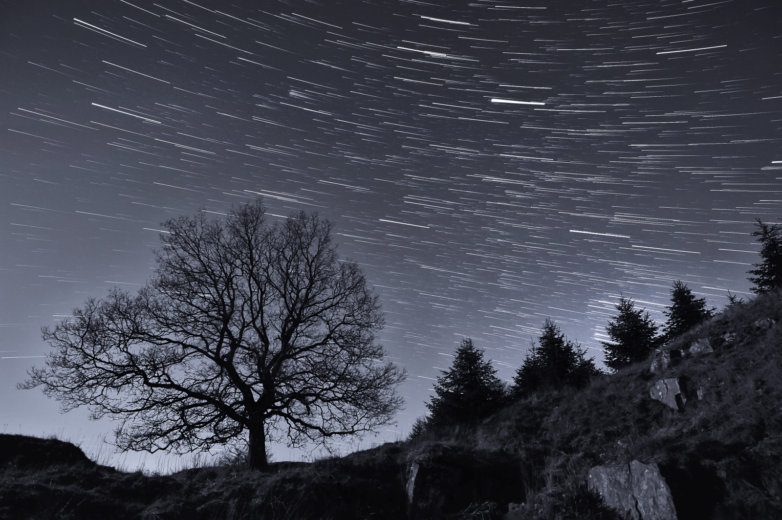 stromy, krajina, les, podzim, Černá, černobílý, noc, Příroda, prostor, nebe, zima, pole, fotografování, větev, Měsíc, večer, měsíční svit, kruh, atmosféra, skály, Nikon, Švédsko, vesmír, astronomie, půlnoc, pískovec, dlouho, expozice, mrak, strom, rostlina, Pohyb, Lund, hvězda, stezka, jižní, tma, opice, 1835, D700, zálesí, Fotografie hvězdných drah, počítač tapeta, Atmosféra Země, Černý a bílý, monochromatické fotografování, dřevina, astronomický objekt, meteorologický jev, jev, rotující, polaris, Skane, movment, stock photography