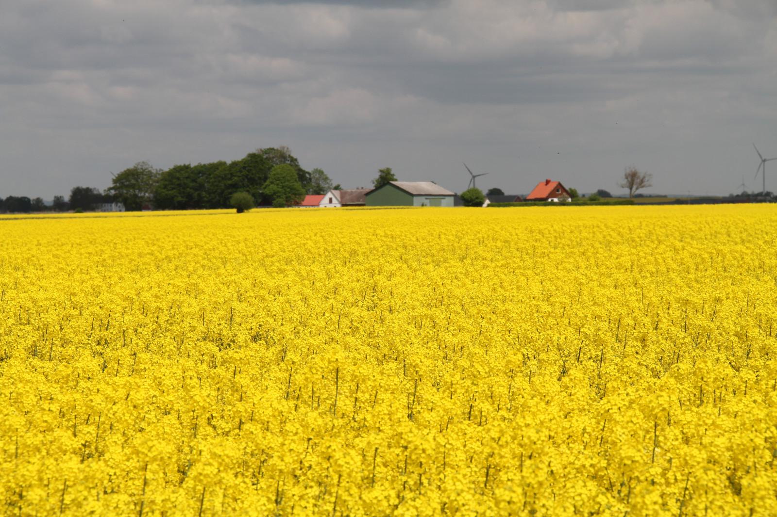 Wallpaper : landscape, food, field, yellow, Rapeseed, flower ...