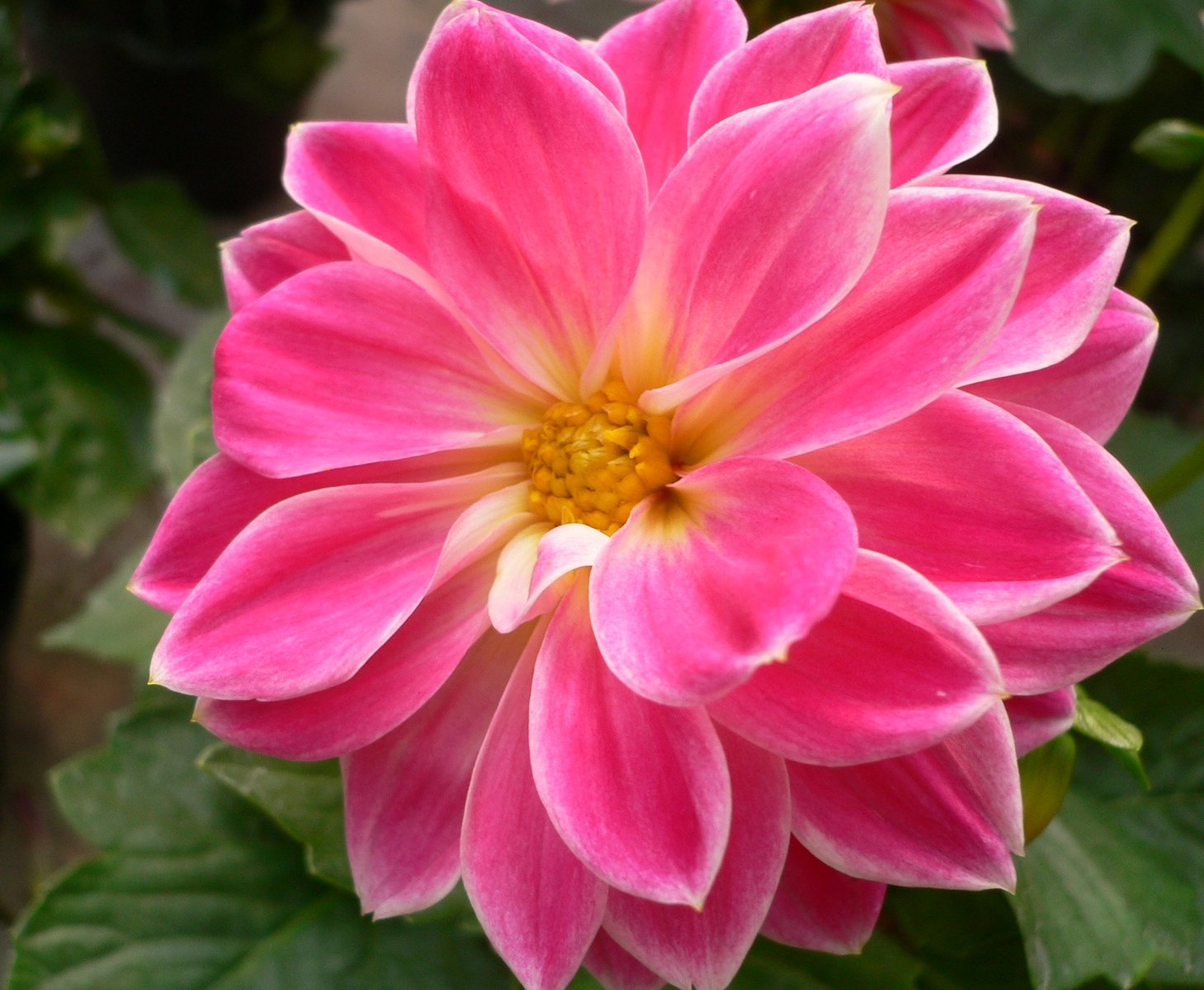 Wallpaper Dahlia Flowers Flores Primavera Fleurs Garden Spring Blossoms Blumen Blooms Dalie Fiori Bungabunga Maua Bloemen Dahlias Dalia Blomster Bulaklak Hoa Flors Excellence I Ekler Flori Kv Tiny Naturesfinest Geles Dalhia