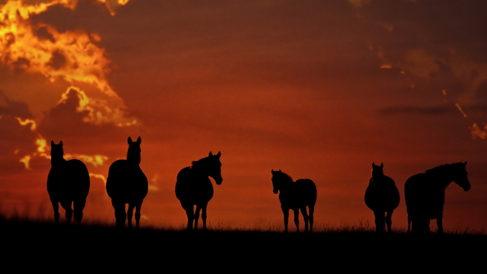 dieren, zonsondergang, natuur, paard, silhouet, zonsopkomst, avond, schemer, dageraad, kameel, savanne, mustangpaard, camel zoogdier