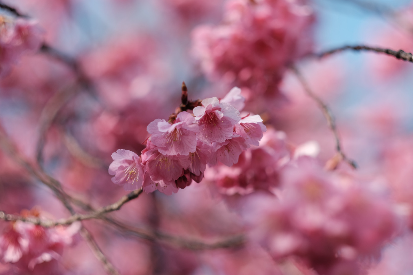 jídlo, větev, ovoce, Třešňový květ, květ, růžový, jaro, Tokio, Fujifilm, květ, rostlina, třešeň, Třešňový květ, sakura, flóra, okvětní lístek, Fujinon, ebarashrine, classicchrome, x, Shinagawa, xf56mmf12r, xf56mm, XT1, vyrobit, kvetoucí rostlina, makro fotografie