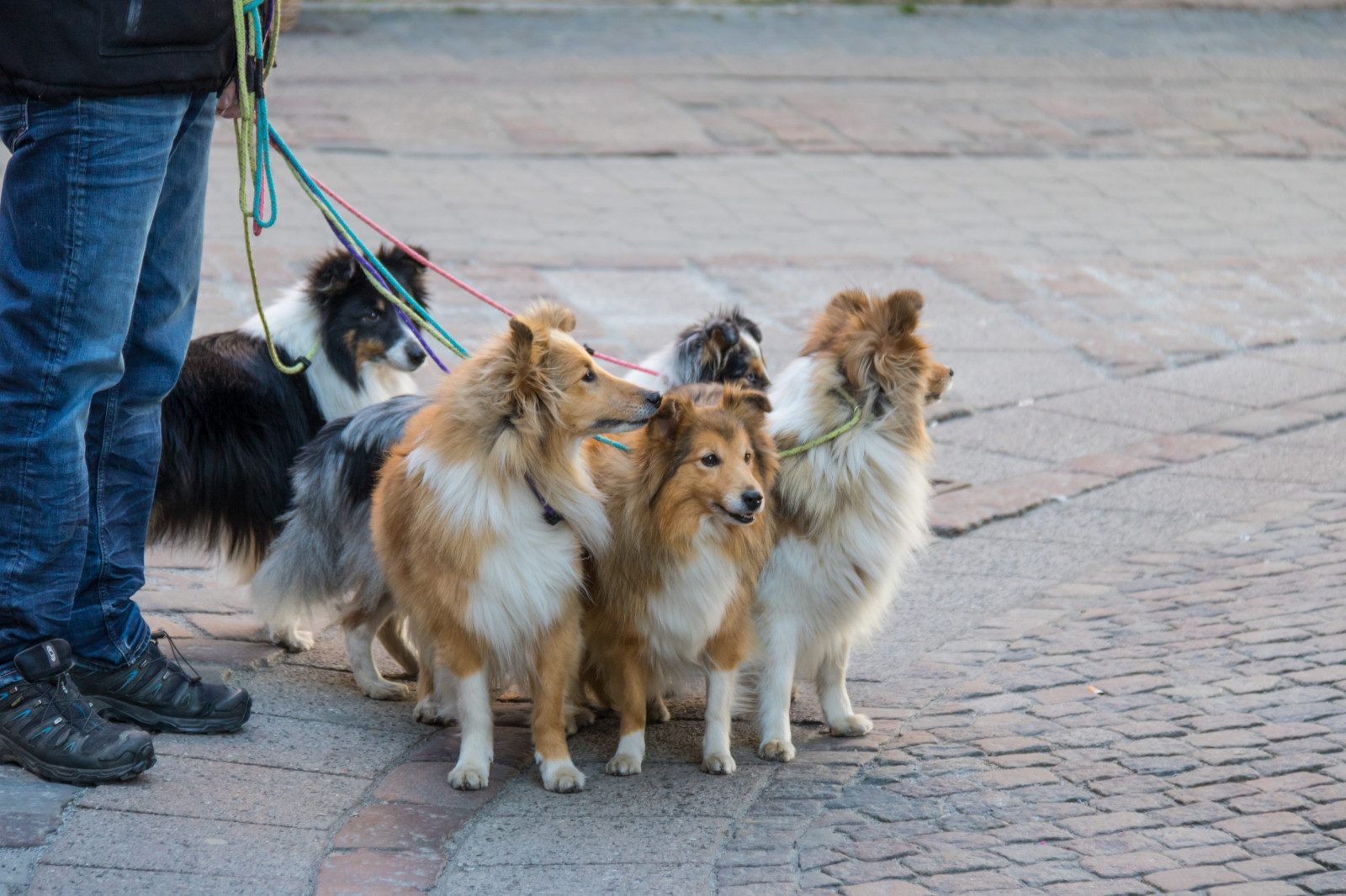 Pes, zvíře, psík, DJUR, Ystad, exif modelu canoneos760d, geocountry, Kamera aby kánon, geocity, Model fotoaparátu canoneos760d, geostate, geolocation, EXIF čočka efs18200mmf3556is, EXIF otvor 56, exif aby kánon, exif focallength 110mm, exif isospeed 400, savec, obratlovců, pes jako savec, kolie, psí plemeno skupina, psí plemeno, pouliční pes, rough collie, skotská kolie, šeltie