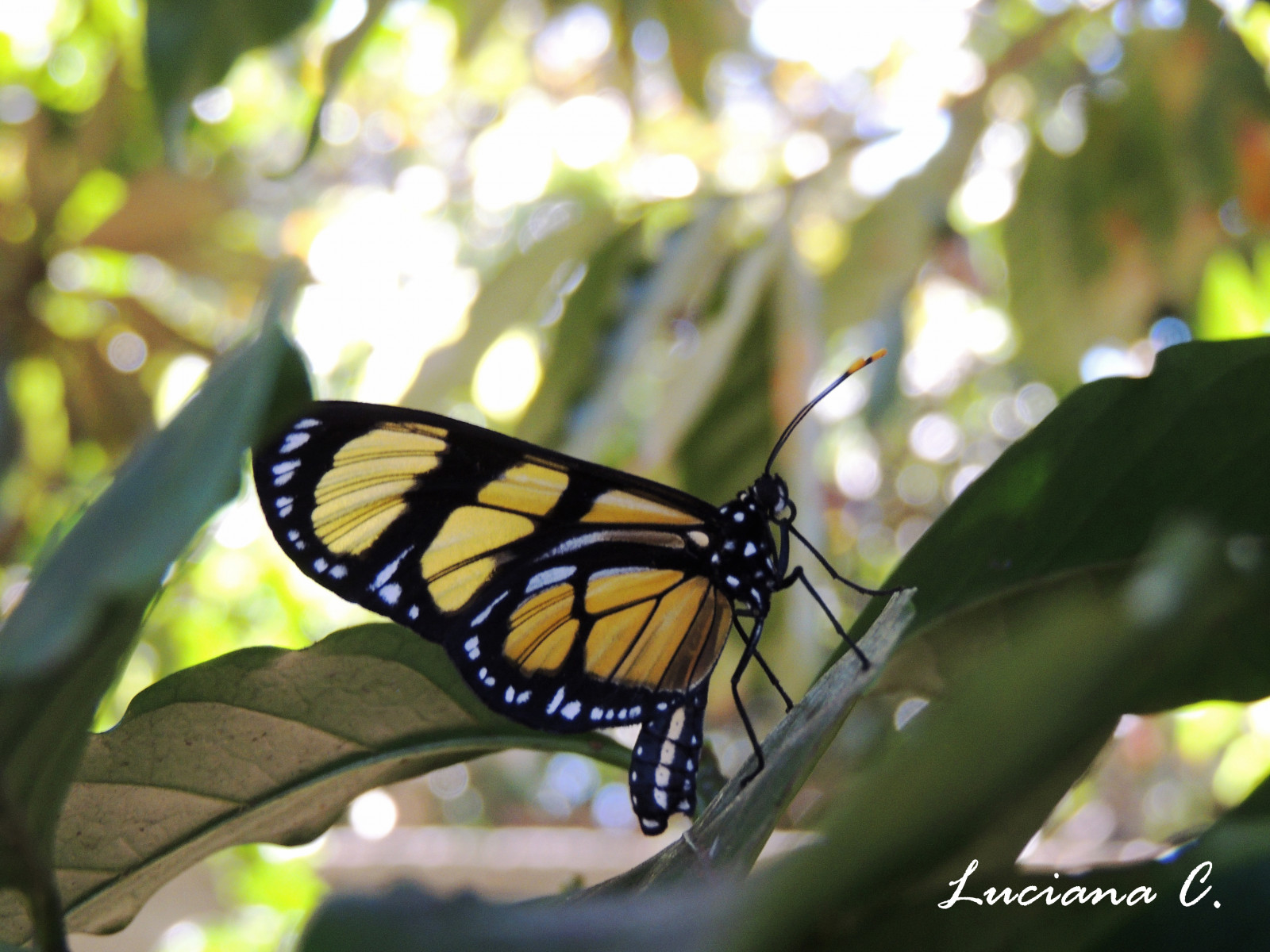 Černá, makro, Příroda, nahoru, žlutý, motýl, Létat, křídla, zavřít, natureza, preto, polka, amarelo, bolinhas, Borboleta, tečky, Voar, asas, Voa