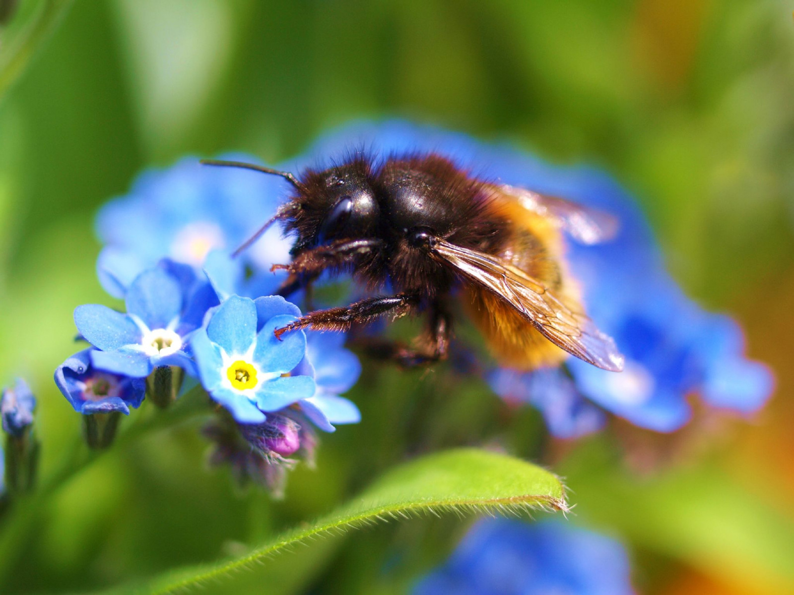 chlupatý, květ, makro, Příroda, zvíře, detailní, hmyz, flóra, květ, Včela, nezapomeň na mě, blume, makro, bl te, insekt, nahaufnahme, řada, WMP, Biene, bluete, naturesfinest, úžasná rána, blueribbonwinner, haarig, fineartphotos, golddragon, hobbyphotograph, isawyoufirst, macromarvels, theperfectphotographer, goldstaraward, Vergismeinnicht, andreasfucke