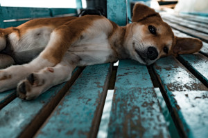 柴犬 デスクトップ壁紙 デスクトップ壁紙 Wallhere