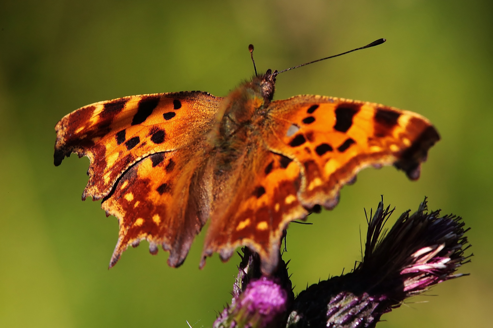 Comma Moth Wallpaper : insect, wildlife, moth, schmetterling, polygoniacalbum ...