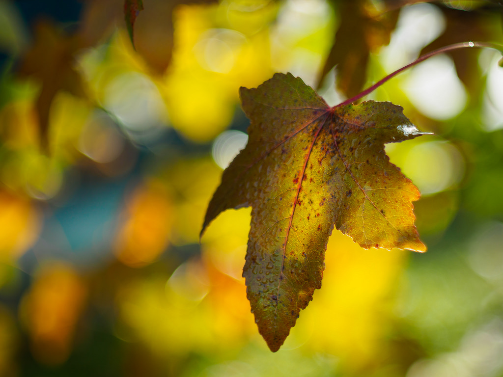 шумят переливаются золотом. дерево золотой клен. вода осенью. куча листвы. золотой кленовый лист красивый.