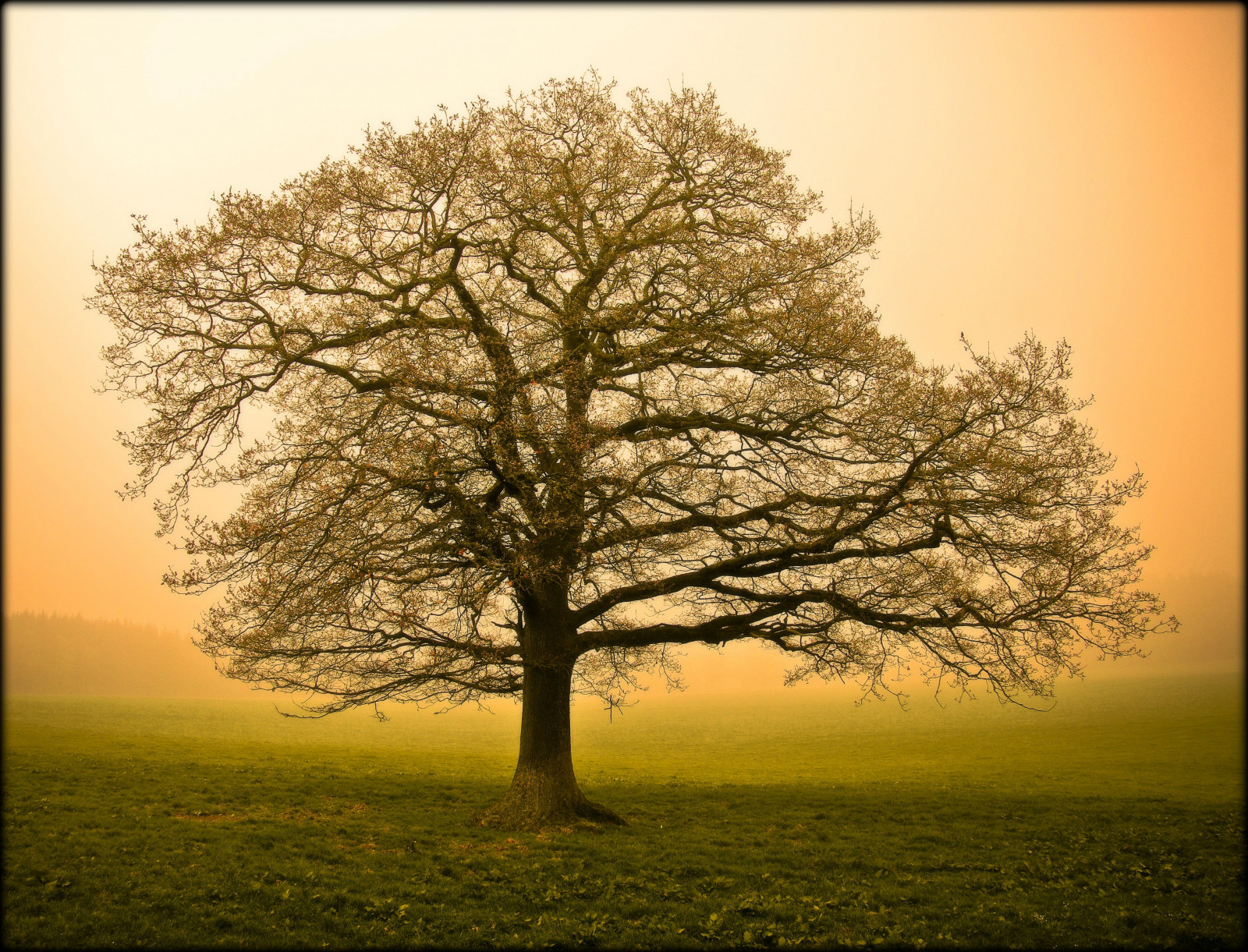 ráno, slunce, mlha, strom, UMĚNÍ, Příroda, mlha, svítání, Německo, velikonoční, tvořivý, prach, Oberberg, arbre, a a, naturesfinest, platinumphoto, theunforgettablepictures, platinumheartawards, vanagram, artofimages, bestcapturesaoi, robertsartgallery