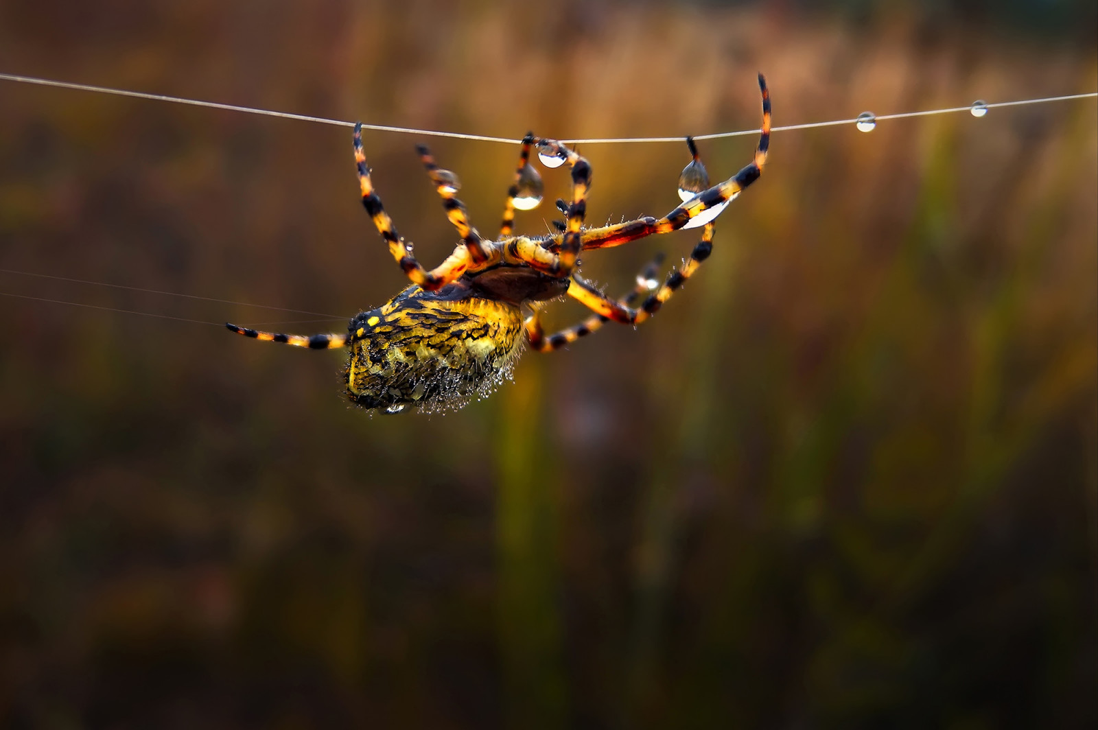 voda, Příroda, fotografování, makro, větev, hmyz, žlutý, Nikon, bokeh, tanečník, pavouk, rosa, pavoukovec, zvíře, podzim, list, květ, web, kapky, ngc, fauna, zblízka, makro fotografie, bezobratlý, pavoučí síť, lano