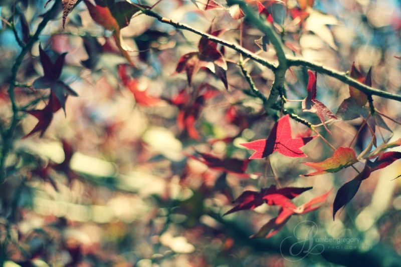 ใบไม้,Berkeley,crossprocessed,ฤดูใบไม้ร่วง,ตก,เมเปิ้ล