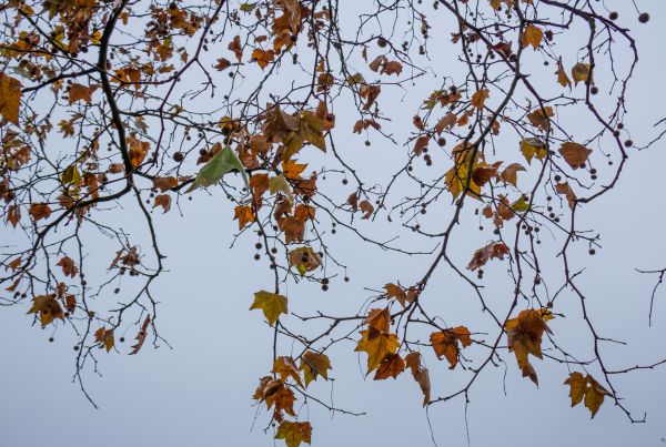 sunlight,nature,branch,blossom,tree,autumn