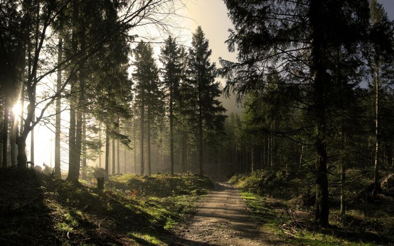 sunlight, forest, nature, morning, mist, tree sunlight, forest, nature, morning, mist, tree