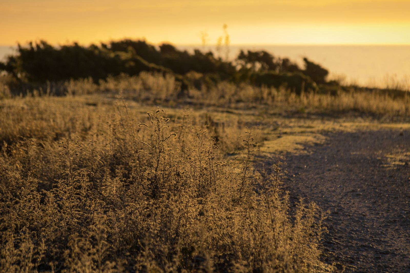 slunečnímu záření, krajina, západ slunce, moře, kopec, Příroda, písek, tráva, pole, svítání, večer, ráno, horizont, mrak, strom, podzim, svítání, lučina, rostlina, soluppg ng, Gotland, holmh Llar, attackfoto, attackfoto8, zemědělství, prostý, prérie, oříznutí, půda, venkov, místo výskytu, přírodní prostředí, atmosférický jev, ekosystém, tráva rodina, savana