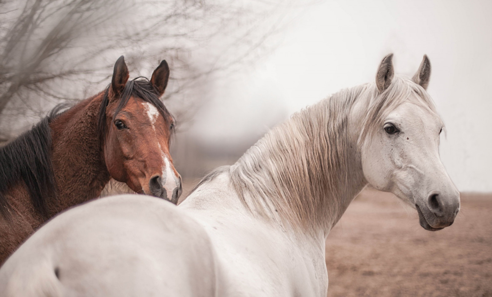 Wallpaper 1920x1160 px, animals, horse 1920x1160 wallbase 1436113 HD Wallpapers WallHere