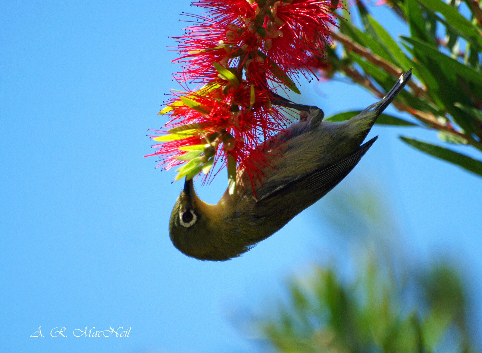 ptactvo, květiny, Papoušek, Červené, nebe, modrý, tropický, ostrov, Hawaii, Austrálie, zobák, Olympus, Maui, pták, mygearandme, flóra, modrá obloha, krmení, fauna, zblízka, organismus, bottlebrush, Kaanapali, tropické květiny, olympusdigitalcamera, Japanesewhiteeye, Freen, Tropických ptáků, Štětečky