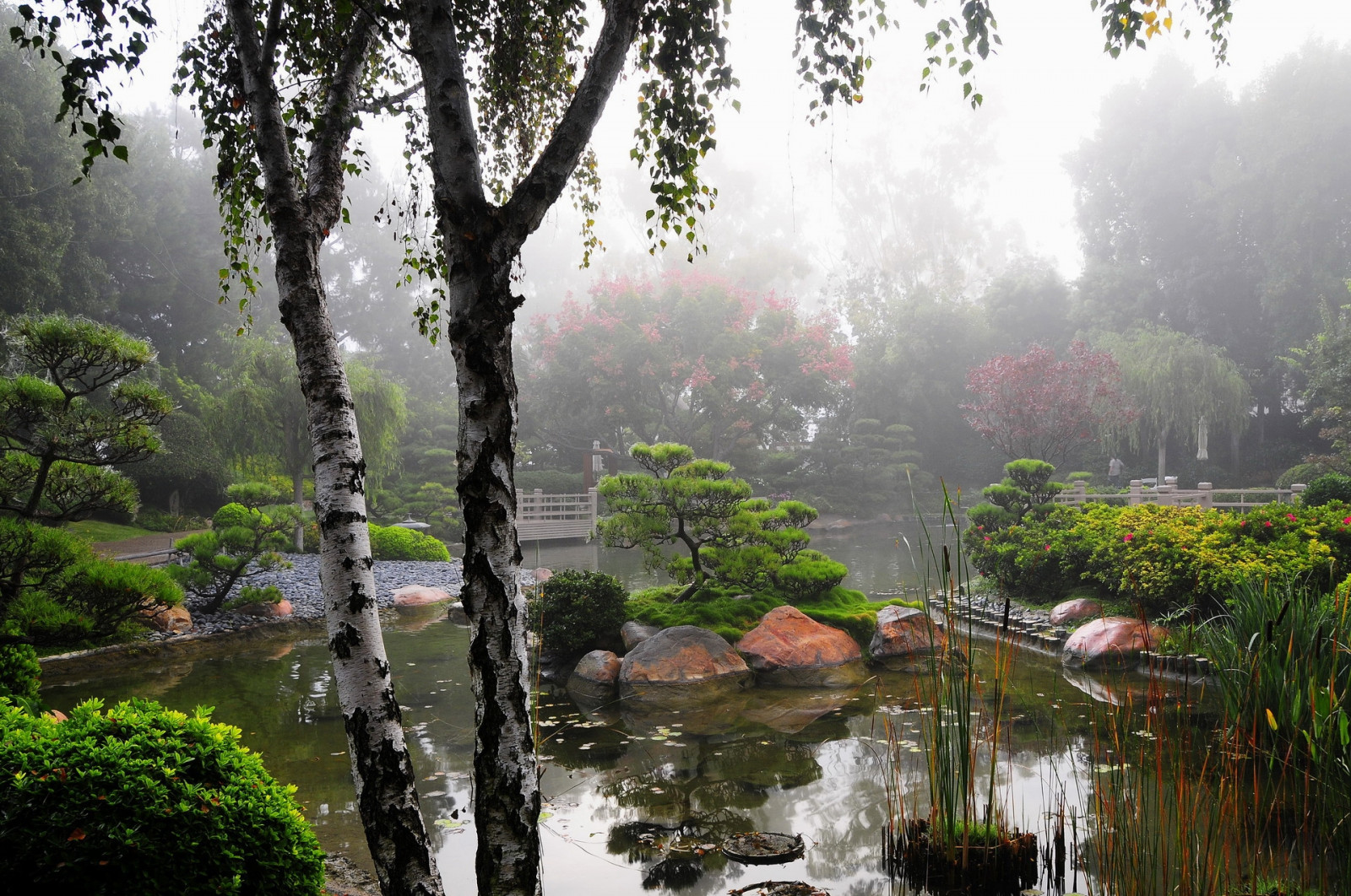 Hintergrundbilder Birke, Teich, Dunst, Vegetation, Garten 1920x1275