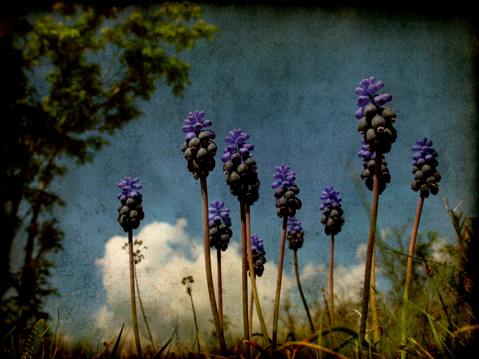 Wallpaper : flowers, nature, Canon, bravo, mood, blues, powershot