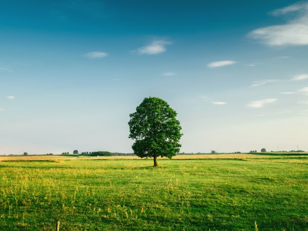 sunlight, trees, landscape, hill, nature, grass