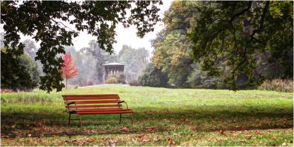 landscape, nature, grass, sunlight, garden, park