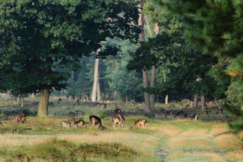 wildlife,ecosystem,nature reserve,tree,fauna,woodland