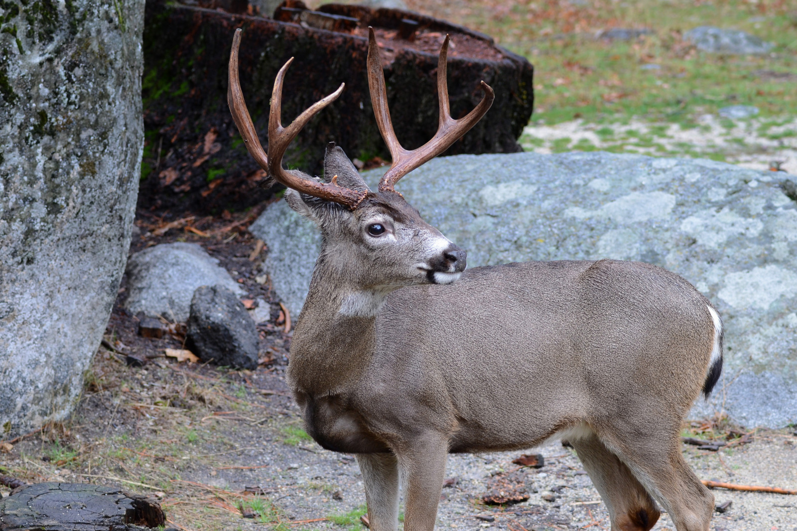 hory, Jelen, park, růžky, Volně žijících živočichů, Kalifornie, národní park, Spojené státy americké, rohatý, sob, Dolar, západní, Nevada, západ, národní, zvíře, divoký, sierra, nás, nosič, mužský, fauna, savec, roh, yosemite, čenich, bílá sledoval jelena, mezek, paroh, Odocoileus, Hemionus, terrestrial animal