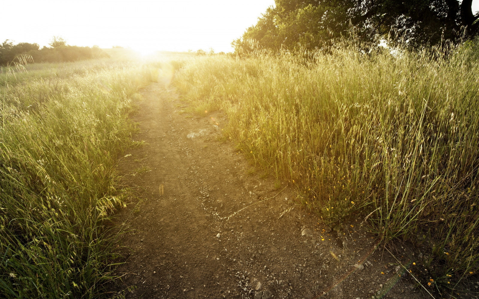 slunečnímu záření, krajina, les, Příroda, tráva, pole, zelená, ráno, mlha, Prašná silnice, světlo, strom, podzim, list, květ, lučina, rostlina, sezóna, flóra, louka, trávník, zálesí, prérie, půda, venkov, místo výskytu, přírodní prostředí, atmosférický jev, ekosystém, tráva rodina