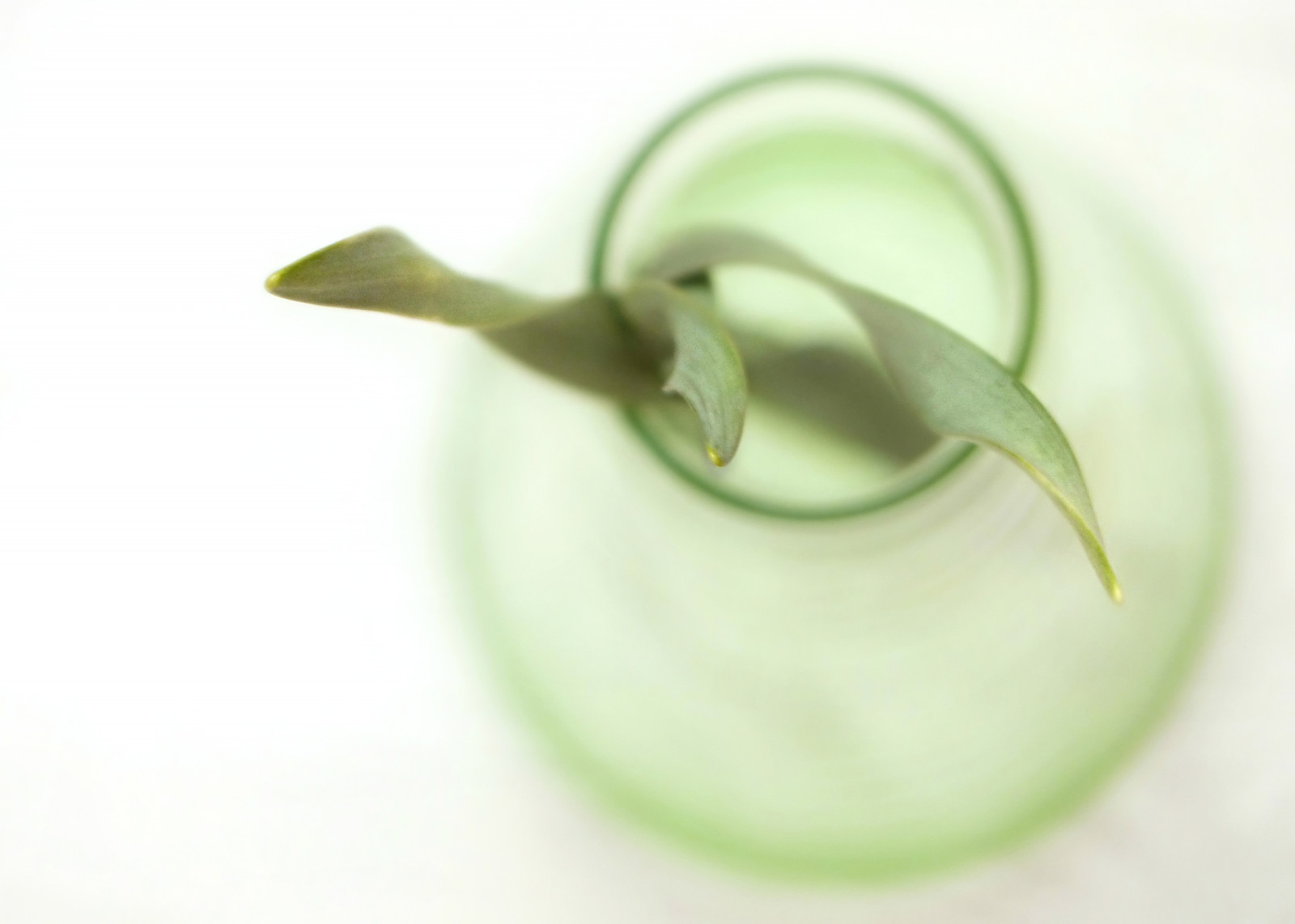 zelená, sklenka, listy, jaro, měkký, hladký, Kroutit, váza, dívání se dolů, minimalismus, umírající, jednoduchý, Birdseyeview, Daffodilleaves