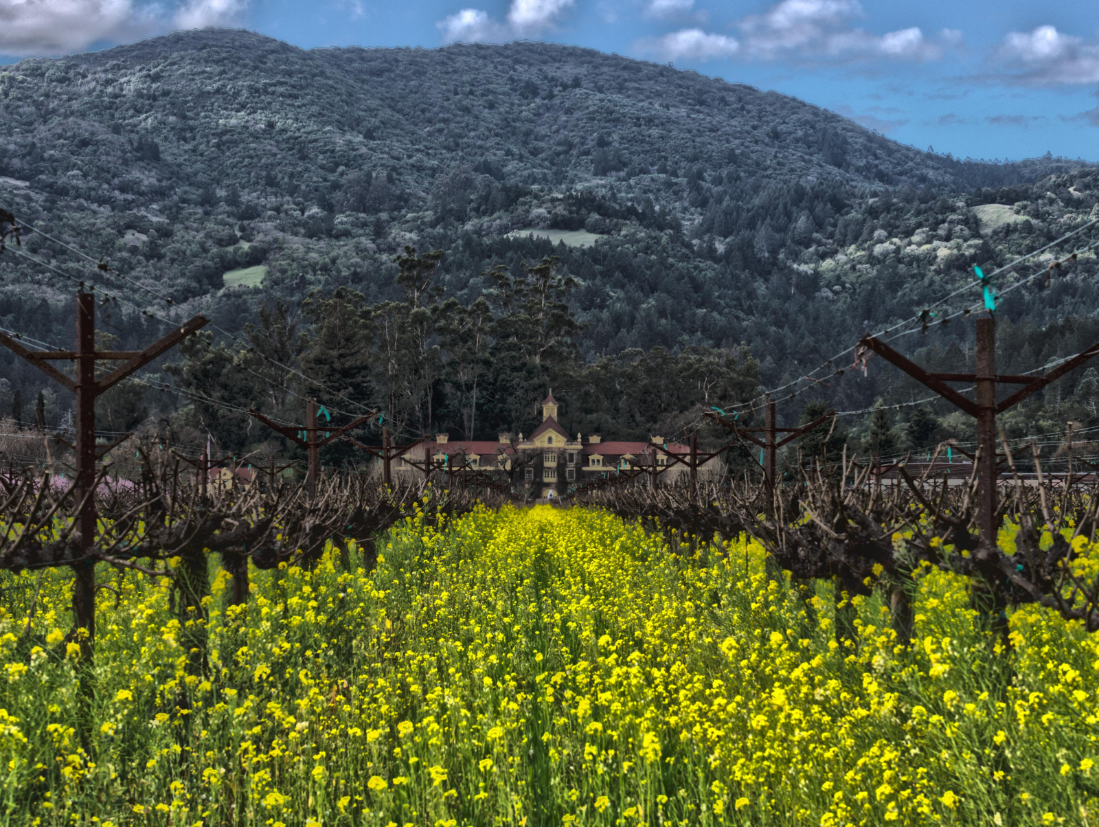 Kalifornie, hory, Cestovní ruch, žlutý, architektura, vinice, jaro, prohlídka, víno, zakalený, země, Slunný, kopce, napa, květ, hořčice, zemědělství, HDR, vinařství, kvetoucí, krbu