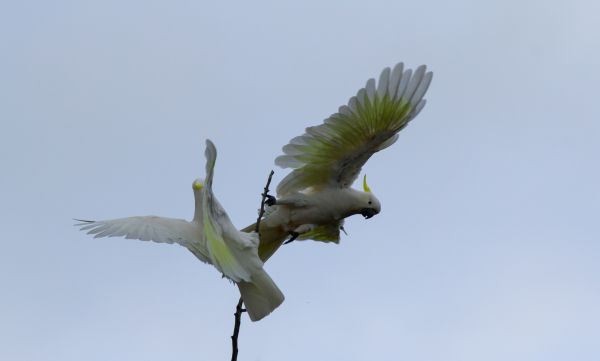 flying,wings,Flight,tree,birds,branch