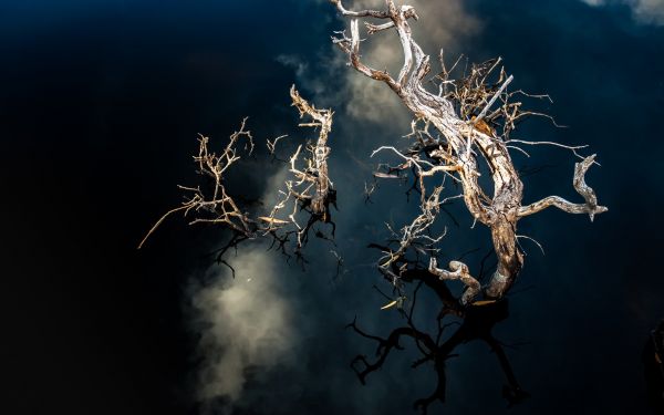 Joshua Tree National Park,nature,reflection,trees,2560x1600 px,USA