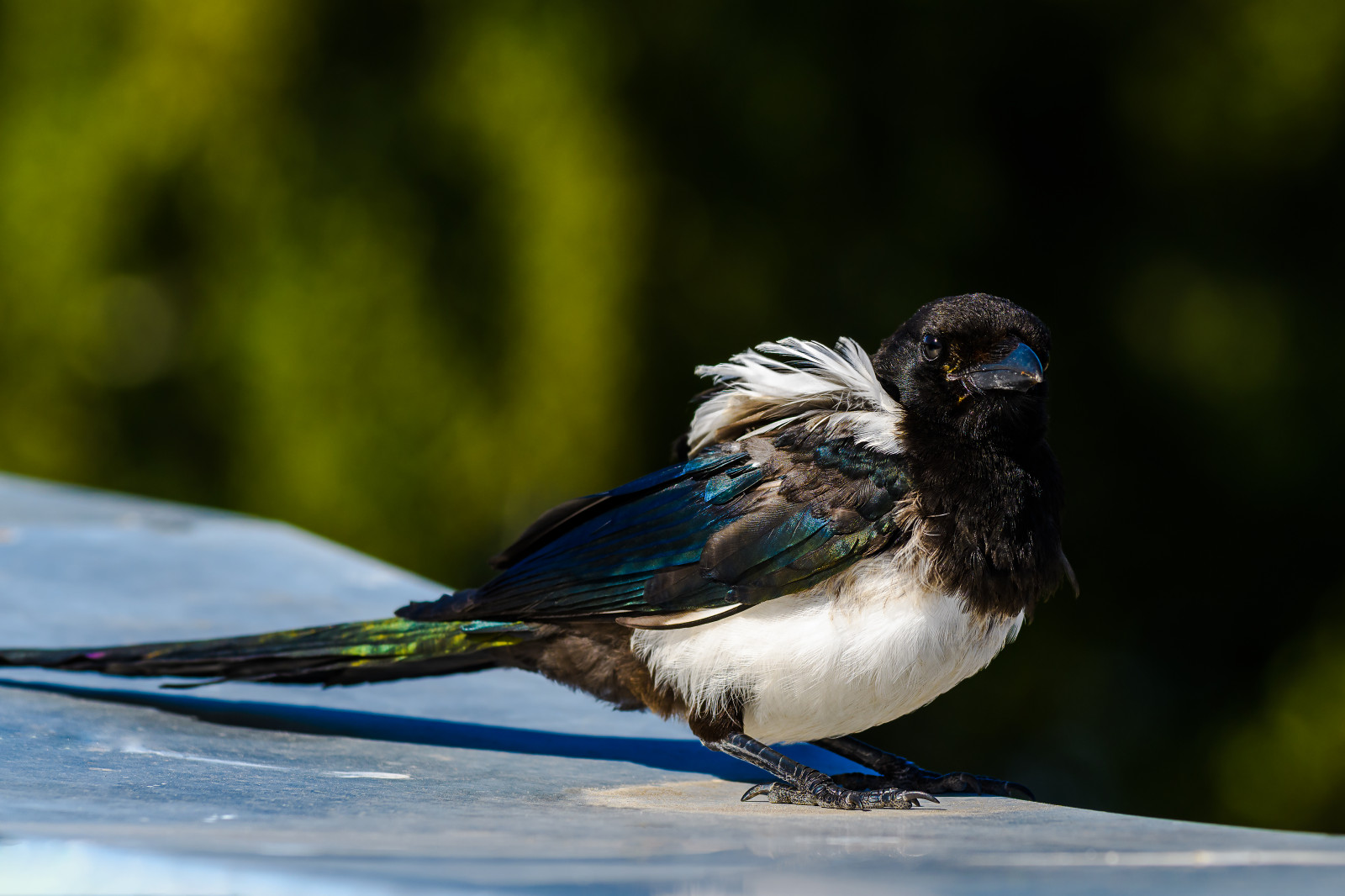 ptactvo, zvěř, Příroda, detailní, větev, Volně žijících živočichů, bokeh, Finsko, zobák, Vrabec, americký ptáček, Helsinki, Sojka, 2016, zvíře, cestovat, venkovní, pták, pěnkava, oko, dof, křídlo, 70200 mm, fauna, prohlížení pták, obratlovců, vrána jako pták, zveřejněno, Brambling, Emberizidae, D500, 70200mmf4, straka, vrabec