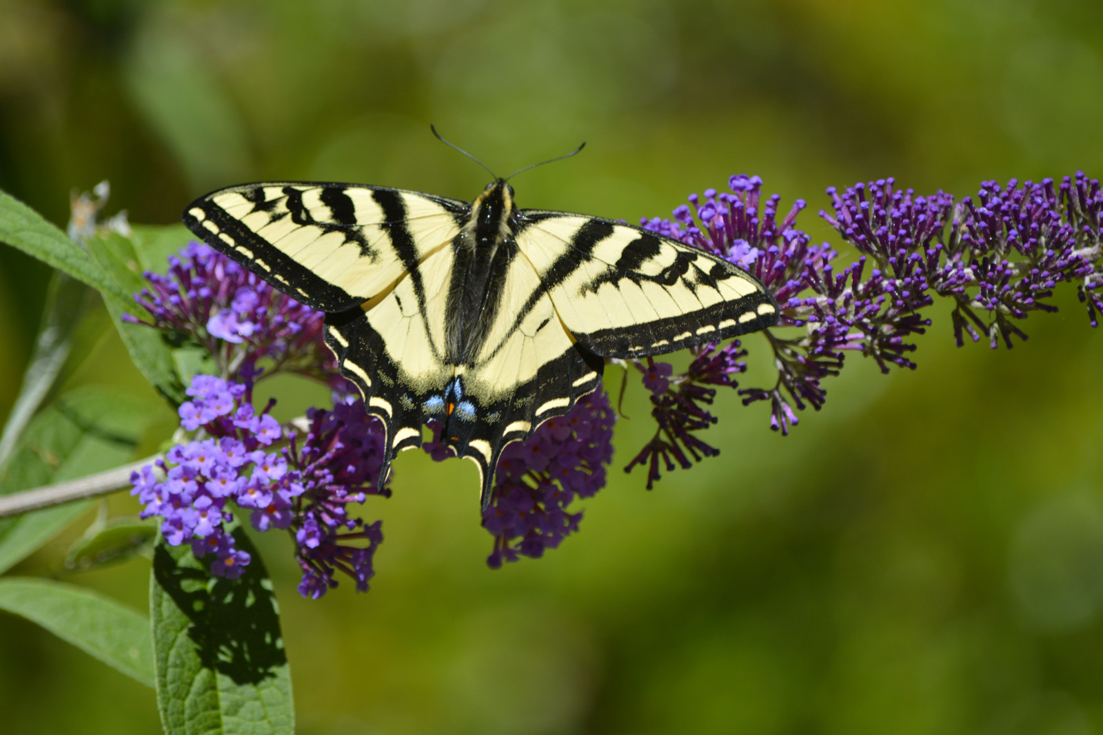 Wallpaper : tiger, insect, wildlife, moth, flower, plant, flora, bush ...