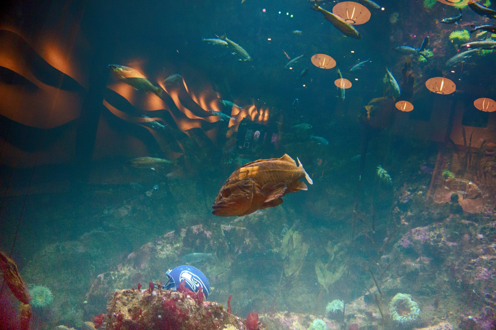 pesce, fisheye, acquario, riflessione, calcio, casco, Seattle, seattleaquarium, seattlewaterfront, natura, luci, HDR, un occhio, Ciclope, seahawks, Seahawk