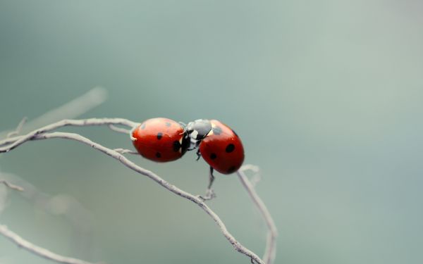 природа,макро,насекомо,калинки,бръмбар,калинка