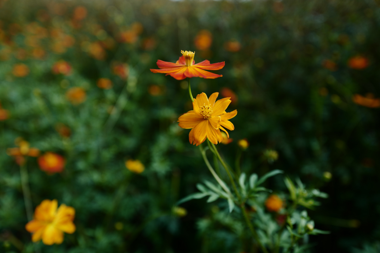 Japonsko, Příroda, pole, žlutý, Leica, Tokio, jp, květ, rostlina, kosmos, flóra, okvětní lístek, louka, Hamarikyu, Shiodome, summilux, leicaq, summilux1728, q, 1728, divoká rostlina, prérie, botanika, suchozemská rostlina, kvetoucí rostlina, makro fotografie, daisy rodina, síry kosmos