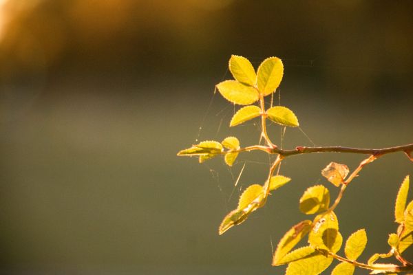 sunlight, nature, photography, branch, yellow, blossom