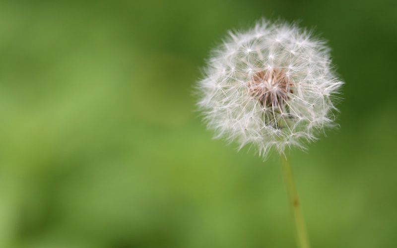 nature, grass, field, photography, macro, flowers nature, grass, field, photography, macro, flowers