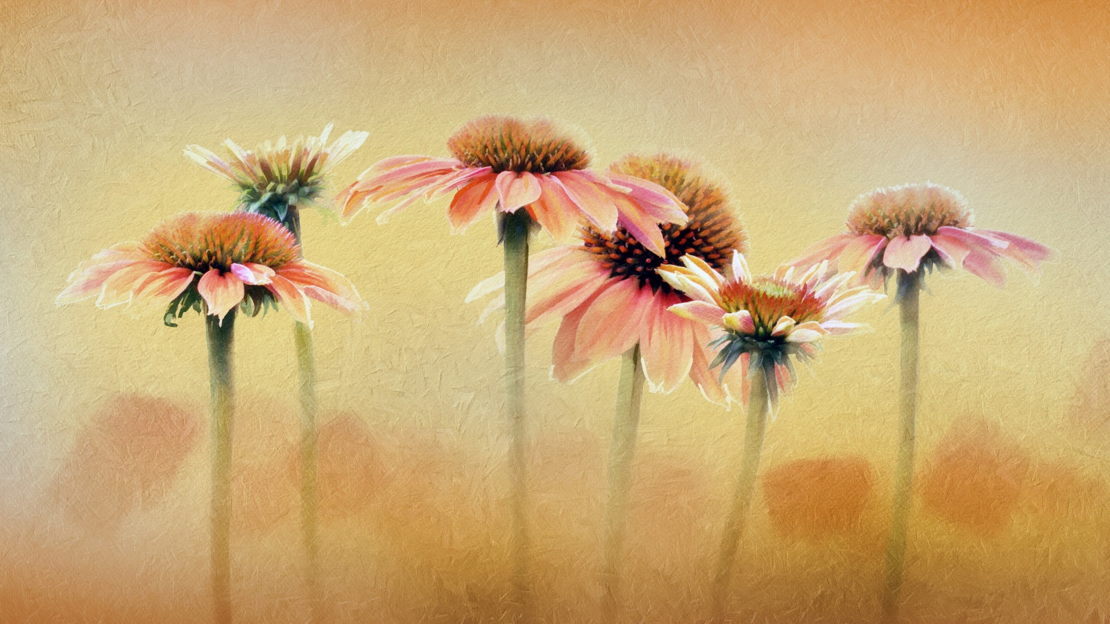 Wallpaper flowers, artwork 2560x1440 NoisyKnight 1755909 HD