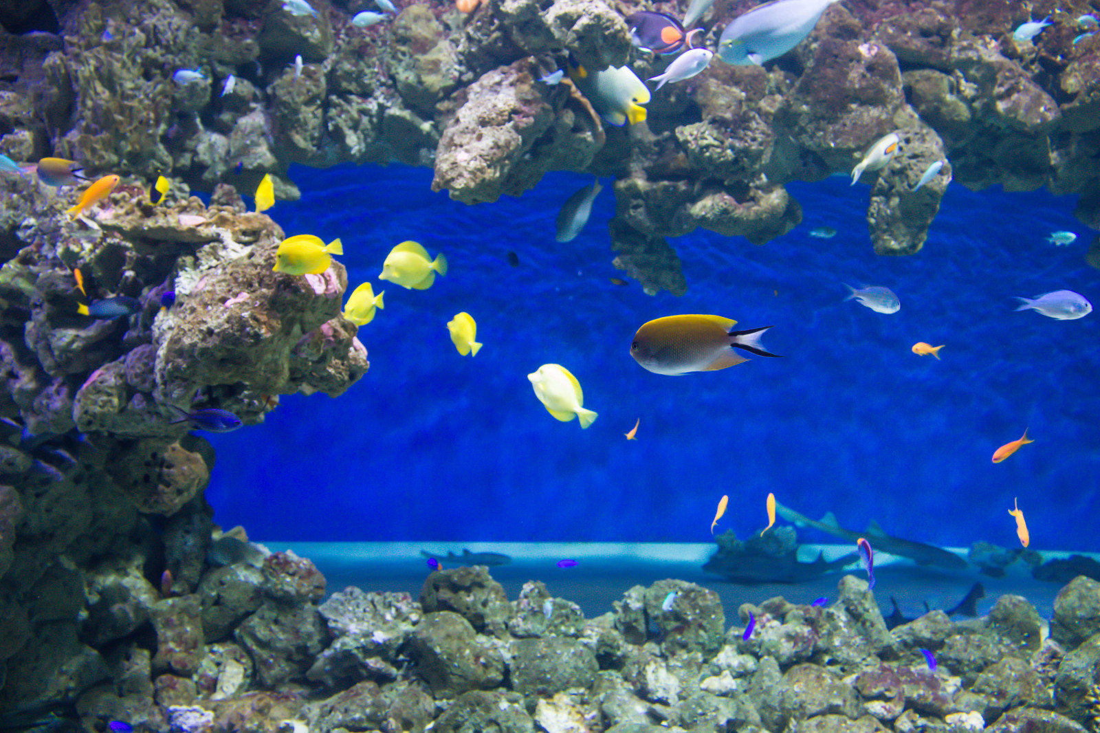 Wallpaper sea, underwater, coral reef, Copenhagen, ocean, k penhamn