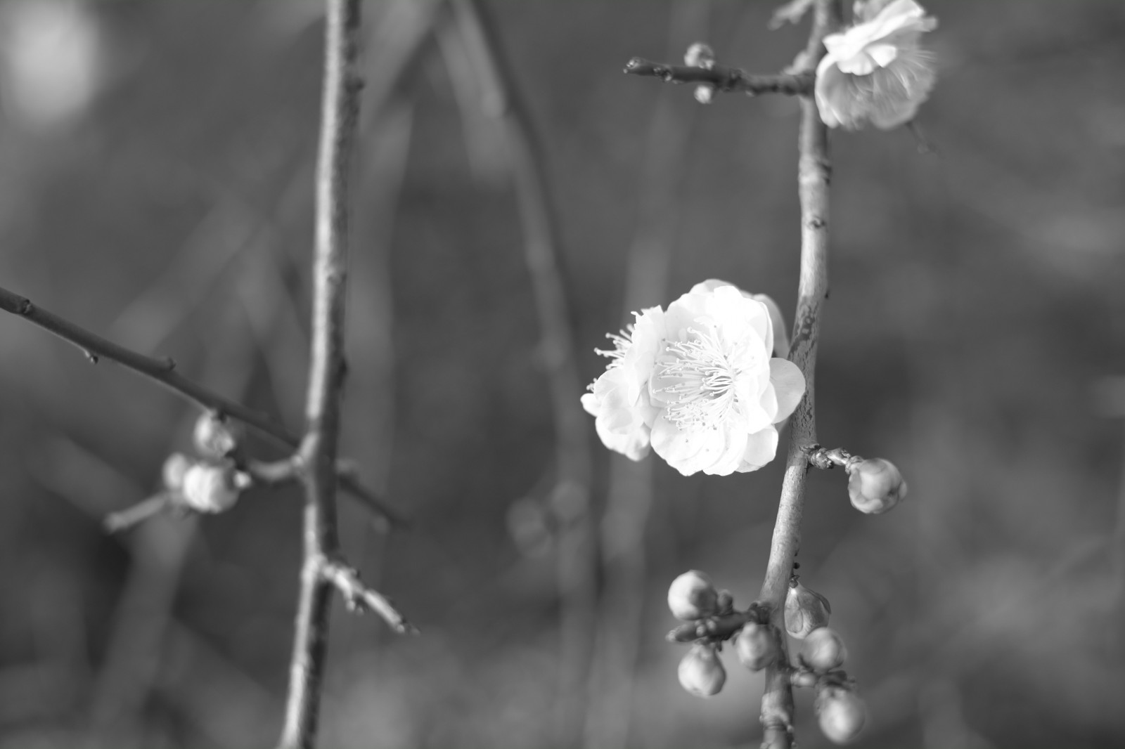Japan, sollys, hvid, monokrom, natur, vinter, fotografering, afdeling, frost, blomst, forår, Tokyo, Fryser, Fujifilm, Jp, træ, blad, blomst, plante, sæson, ume, flora, fuji, Fujinon, ikegamibaien, xpro1, xf, xf35mmf14r, Ikegami, japaneseapricot, Kvist, sort og hvid, monokrom fotografering, tæt på, makrofotografering, stængelplante
