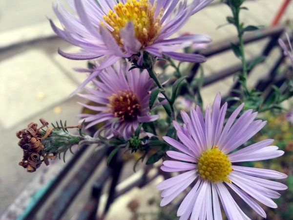 flowers, nature, purple, green, blossoms, blurred