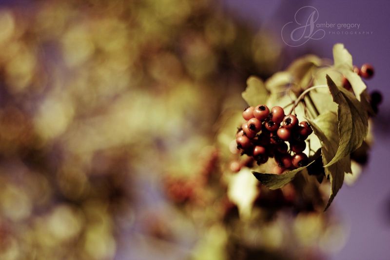 가을,나무,가을,버클리,십월,열매