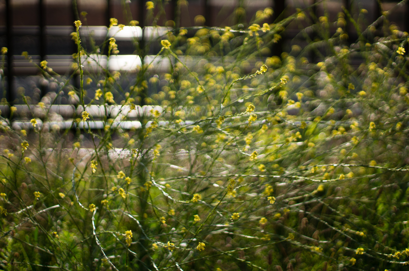 květiny, rostliny, zelená, Příroda, žlutý, plot, plevele, bokeh, stopy, M42, smctakumar50mm14